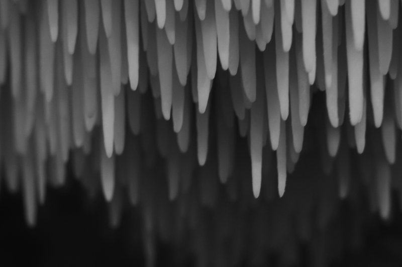Illustration for article titled Basidia be frustrating me